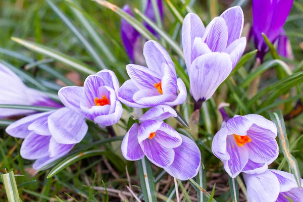 Crocuses, one of the first spring flowers — Stock Photo, Image