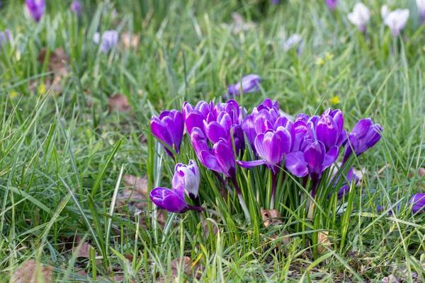 Crocuses, one of the first spring flowers — Stock Photo, Image