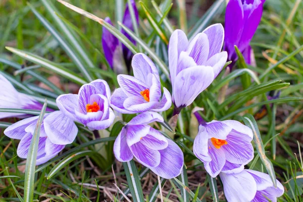 Крокусы, один из первых весенних цветов — стоковое фото