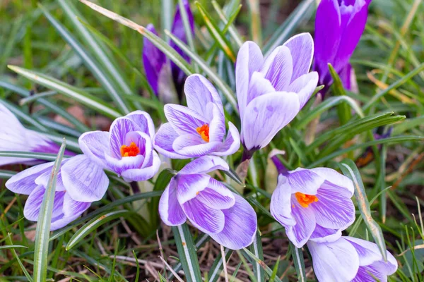 Crocuses, one of the first spring flowers — Stock Photo, Image