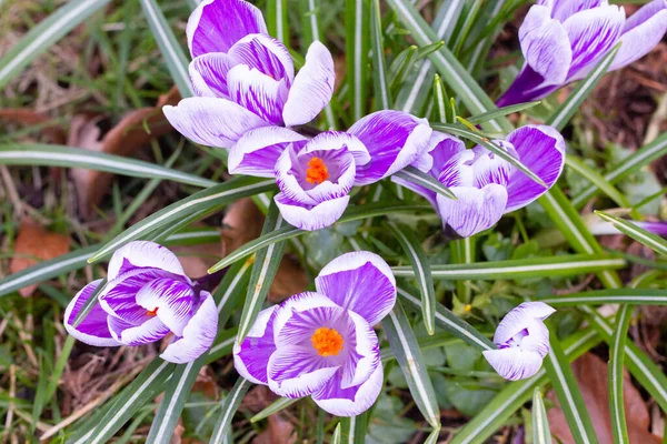 Crocuses, one of the first spring flowers — Stock Photo, Image