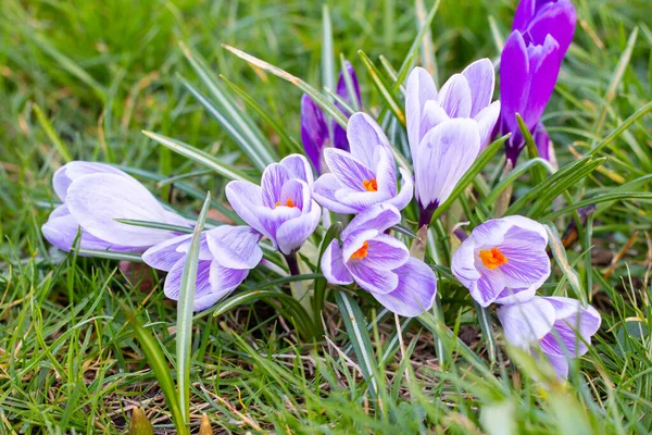 Crocuses, one of the first spring flowers — Stock Photo, Image