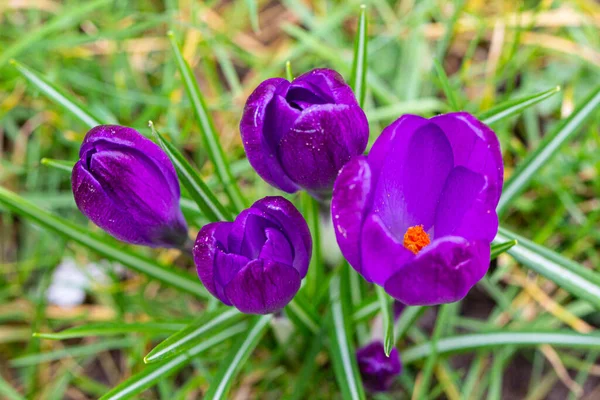 Crocuses, one of the first spring flowers — Stock Photo, Image