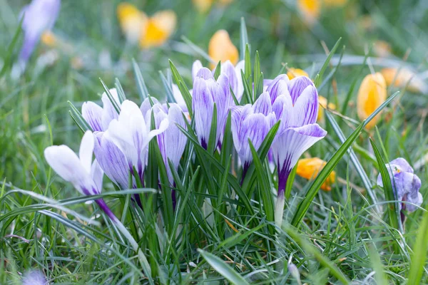 Crocussen, een van de eerste lentebloemen Rechtenvrije Stockafbeeldingen