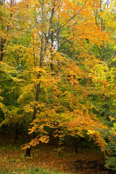 Altweibersommer — Stockfoto