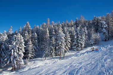Alpleri'nde kış zamanında çam ağaçları