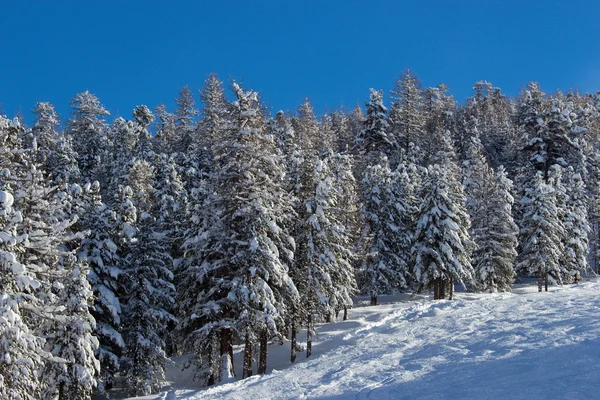 Abetos no tempo de inverno em Alpes — Fotografia de Stock