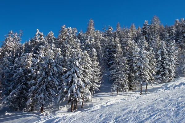 Abetos no tempo de inverno em Alpes — Fotografia de Stock