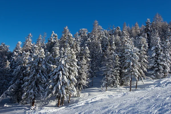 杉木树在冬天的时候在阿尔卑斯山 — 图库照片