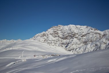 Alpleri'nde kış zamanında çam ağaçları