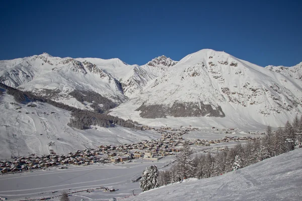 Sparren in wintertijd in Alpen — Stockfoto