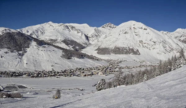 Abeti in inverno nelle Alpi — Foto Stock