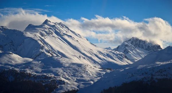 Abeti in inverno nelle Alpi — Foto Stock