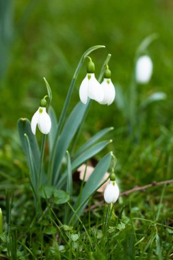 ilk bahar çiçekleri, kardelen