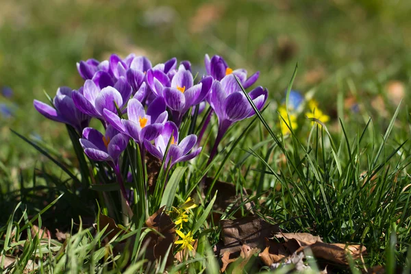 Crocuses - first spring flowers — Stock Photo, Image