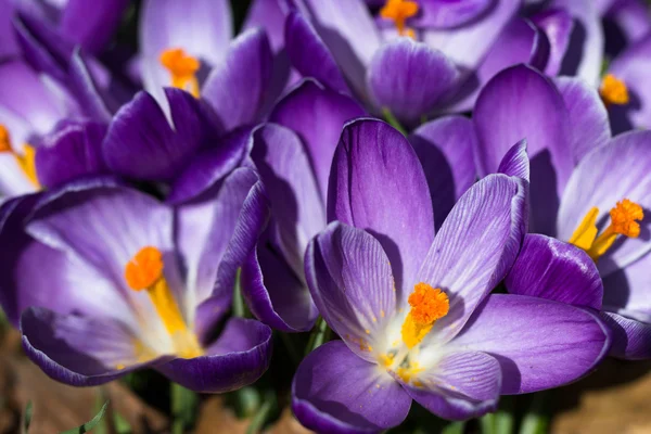 Crocuses - primeiras flores de primavera — Fotografia de Stock