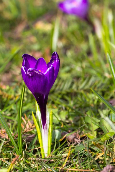 Crocuses - first spring flowers — Stock Photo, Image