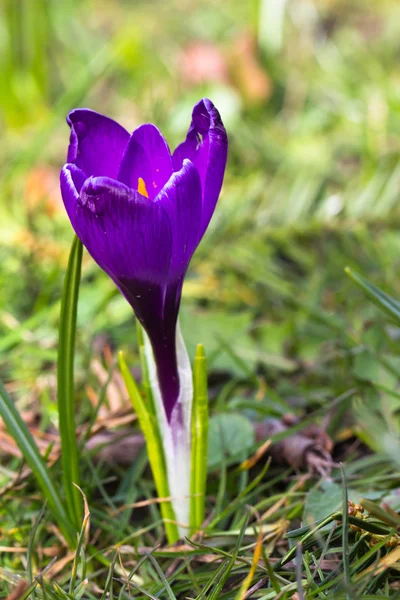 Crocuses - first spring flowers — Stock Photo, Image