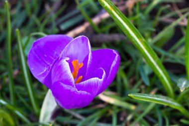 çiğdemler - ilk bahar çiçekleri