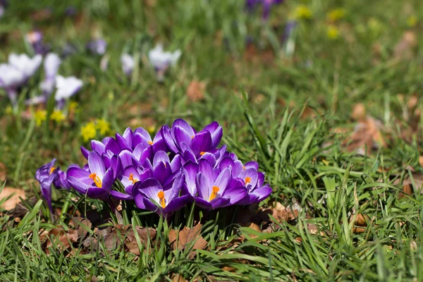 Crocuses - first spring flowers — Stock Photo, Image