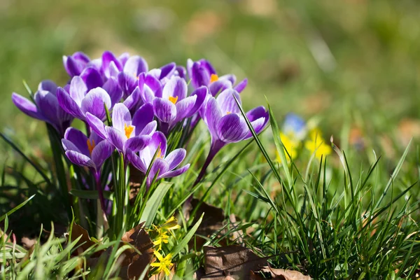 Crocuses - first spring flowers — Stock Photo, Image