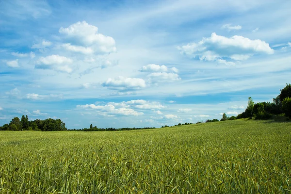 Paysage près de Kiev. Ukraine . — Photo