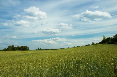 Kiev manzara. Ukrayna.