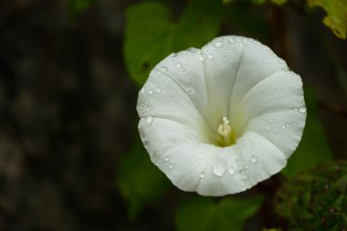 Beyaz convolvulus çiçek
