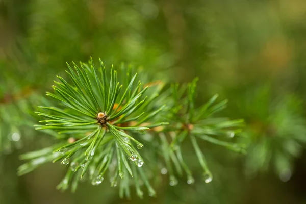 Water drops on a fir — Stock Photo, Image