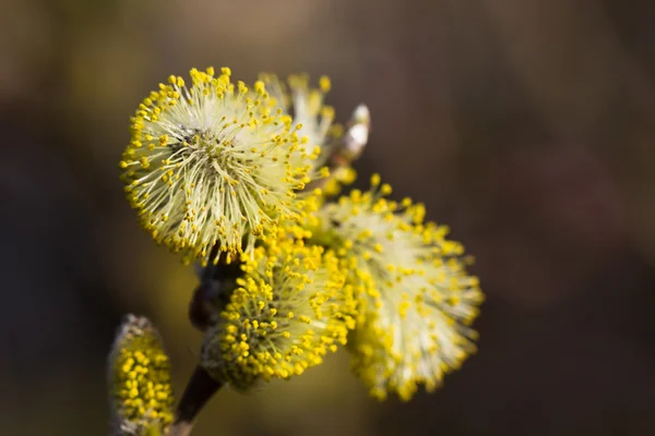 Botões de primavera — Fotografia de Stock