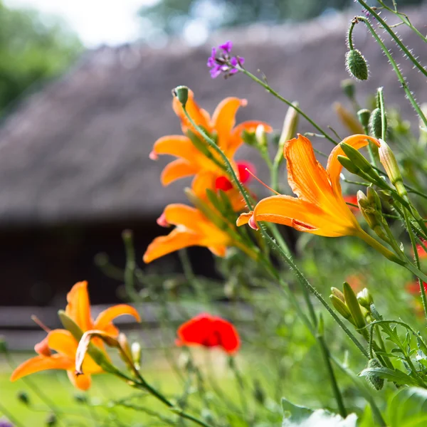 Orange lilies — Stockfoto