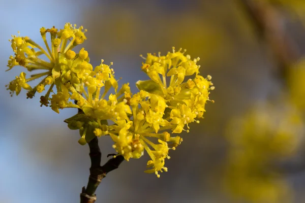 Bloei dogwoods — Stockfoto