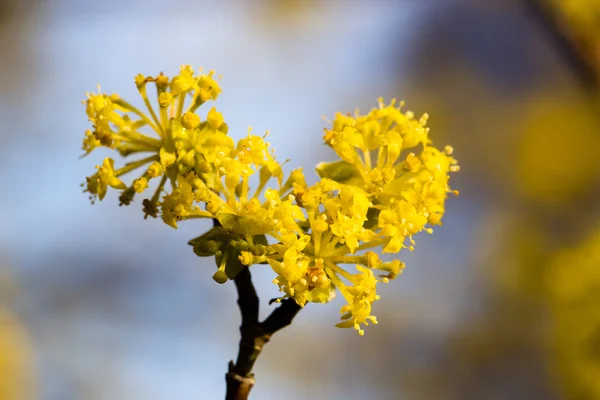 Kwitnienia, dogwoods — Zdjęcie stockowe