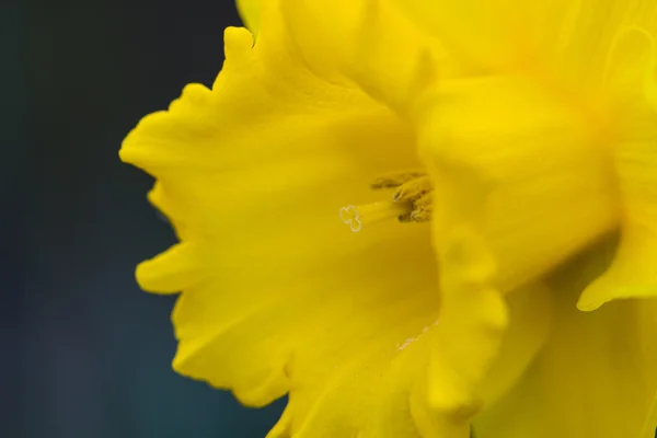 Gelbe Narzisse — Stockfoto