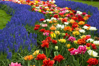 Muscari çiçekler