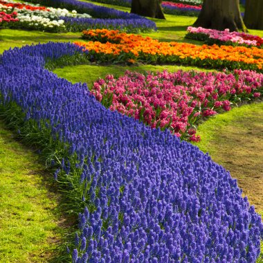 Muscari çiçekler