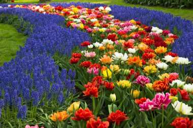 Muscari çiçekler