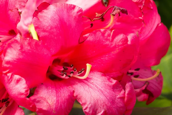 Rhododendron — Stockfoto