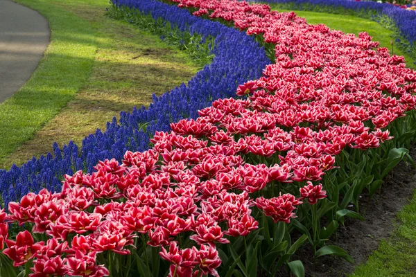 Flores de muscari — Fotografia de Stock