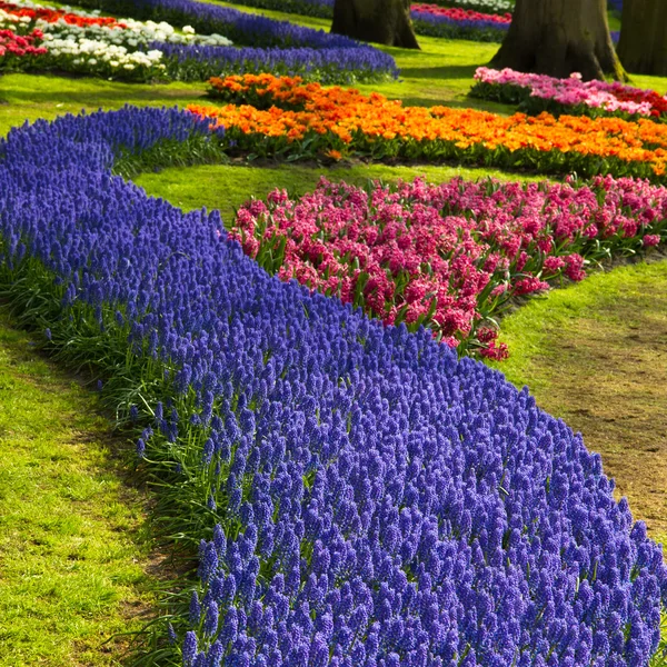 Muscari çiçekler