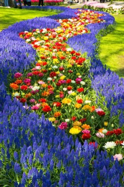Muscari çiçekler