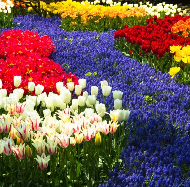 Muscari çiçekler