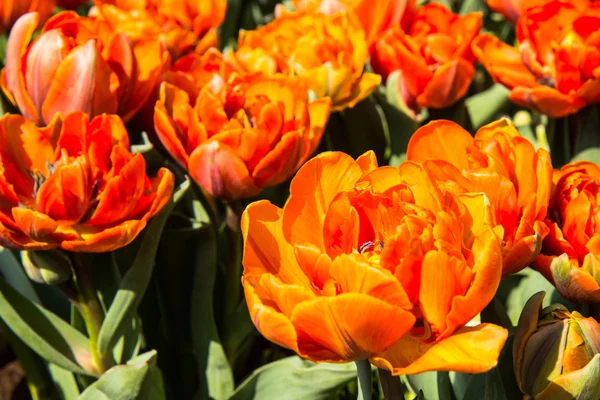 Tulipas em keukenhof parque — Fotografia de Stock