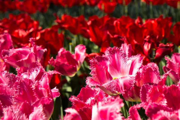 Tulipany w parku Keukenhof — Zdjęcie stockowe