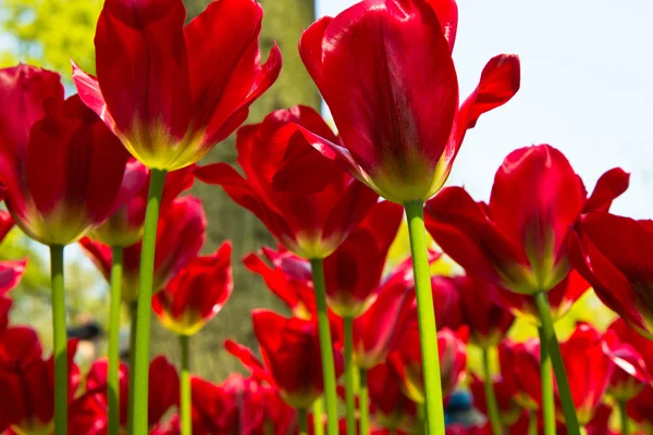 Tulipas em keukenhof parque — Fotografia de Stock