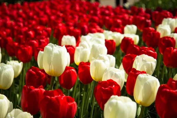 Tulipani nel parco Keukenhof — Foto Stock