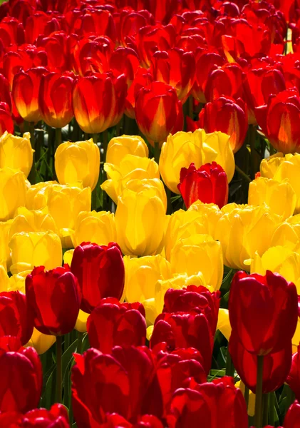 Tulipani nel parco Keukenhof — Foto Stock