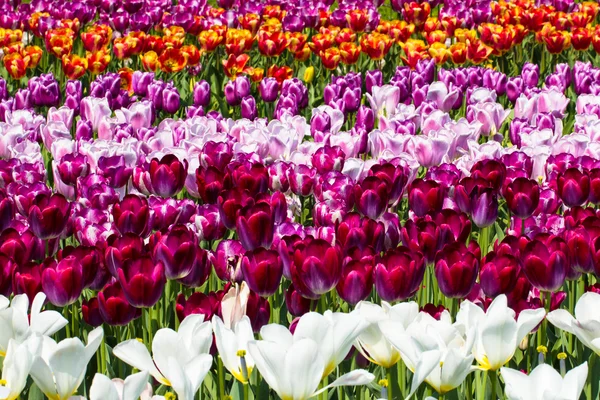 Tulipani nel parco Keukenhof — Foto Stock