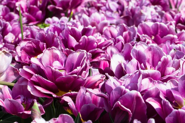 Tulipas em keukenhof parque — Fotografia de Stock