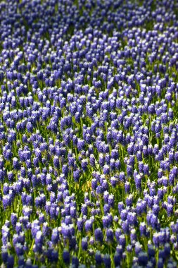 Muscari çiçekler